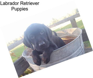 Labrador Retriever Puppies