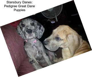 Stansbury Danes: Pedigree Great Dane Puppies