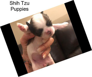 Shih Tzu Puppies