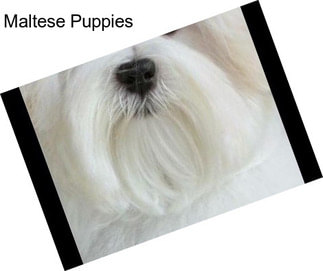 Maltese Puppies