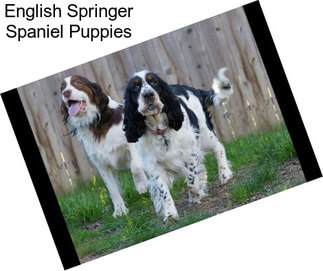 English Springer Spaniel Puppies