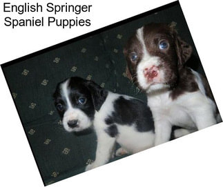 English Springer Spaniel Puppies