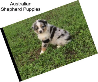 Australian Shepherd Puppies