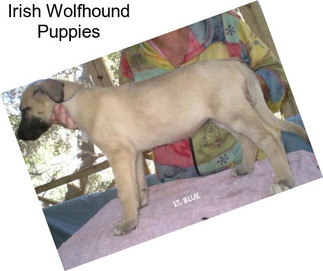 Irish Wolfhound Puppies