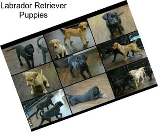 Labrador Retriever Puppies