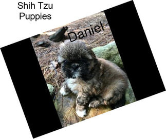 Shih Tzu Puppies