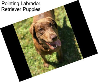 Pointing Labrador Retriever Puppies
