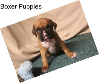 Boxer Puppies