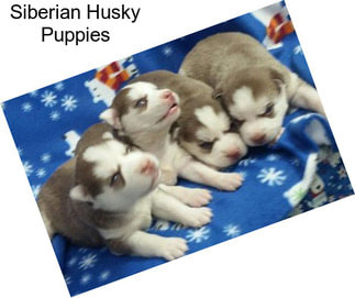 Siberian Husky Puppies