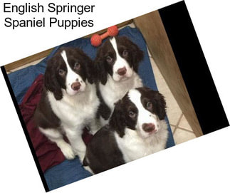 English Springer Spaniel Puppies