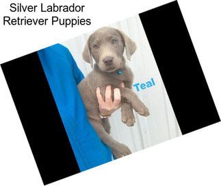 Silver Labrador Retriever Puppies