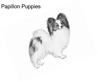 Papillon Puppies