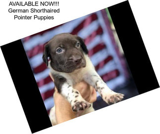 AVAILABLE NOW!!! German Shorthaired Pointer Puppies