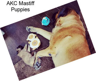 AKC Mastiff Puppies