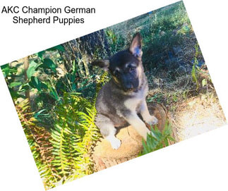 AKC Champion German Shepherd Puppies