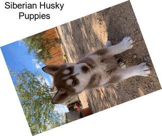 Siberian Husky Puppies