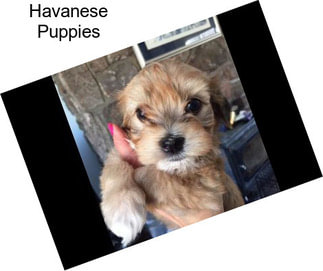 Havanese Puppies