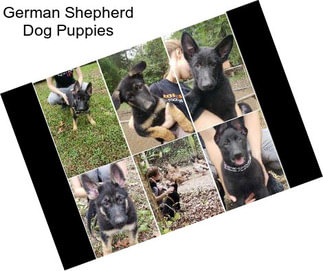 German Shepherd Dog Puppies