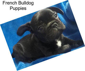 French Bulldog Puppies