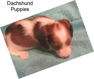 Dachshund Puppies