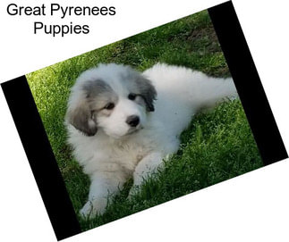 Great Pyrenees Puppies