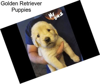 Golden Retriever Puppies