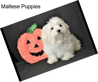 Maltese Puppies