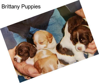 Brittany Puppies