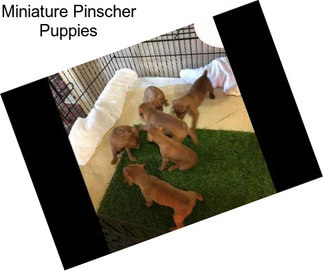 Miniature Pinscher Puppies