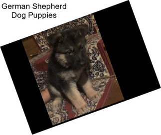 German Shepherd Dog Puppies