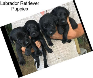 Labrador Retriever Puppies