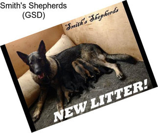 Smith\'s Shepherds (GSD)