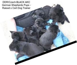 DDR/Czech BLACK AKC German Shepherds Pups - Raised x Cert Dog Trainer