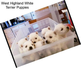 West Highland White Terrier Puppies