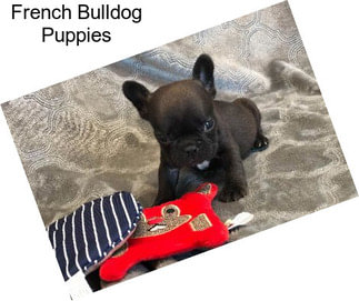 French Bulldog Puppies