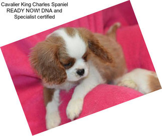 Cavalier King Charles Spaniel READY NOW! DNA and Specialist certified