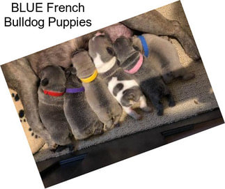 BLUE French Bulldog Puppies