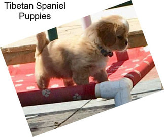 Tibetan Spaniel Puppies