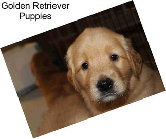 Golden Retriever Puppies