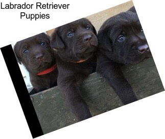 Labrador Retriever Puppies