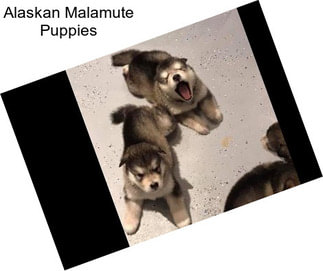 Alaskan Malamute Puppies