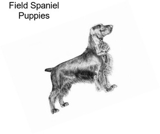 Field Spaniel Puppies