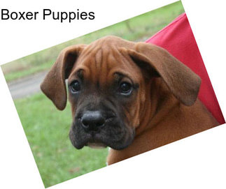 Boxer Puppies