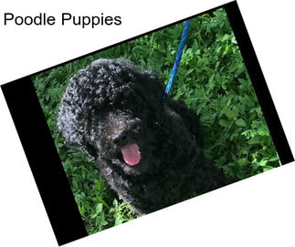 Poodle Puppies