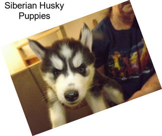 Siberian Husky Puppies