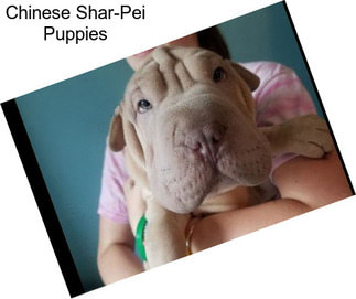 Chinese Shar-Pei Puppies