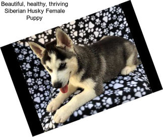 Beautiful, healthy, thriving Siberian Husky Female Puppy