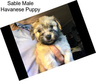 Sable Male Havanese Puppy