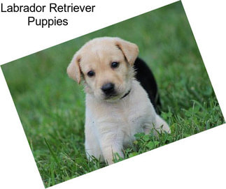 Labrador Retriever Puppies