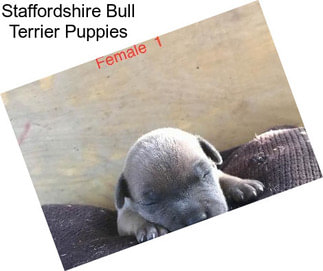 Staffordshire Bull Terrier Puppies